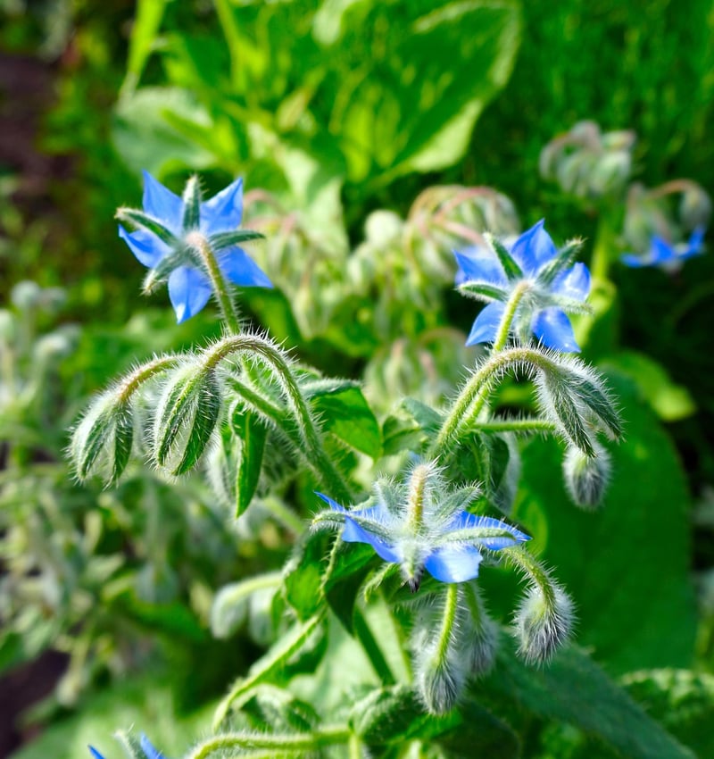 Starflower