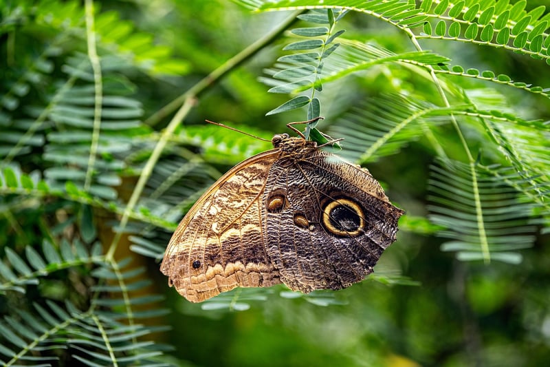 Butterfly in a garden