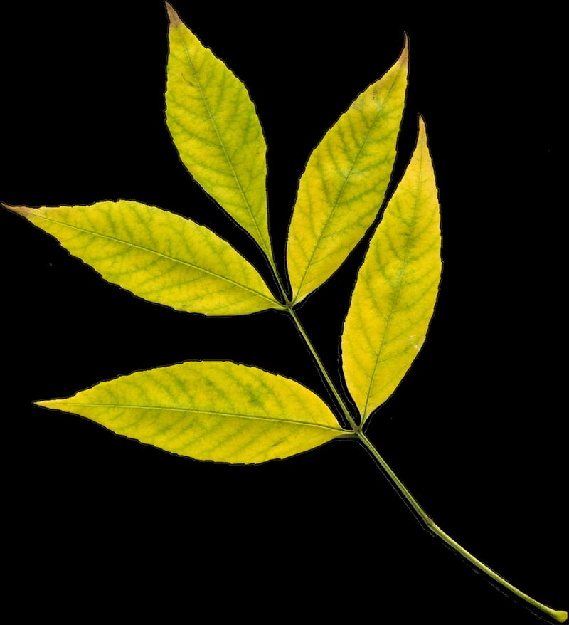 Mandrake